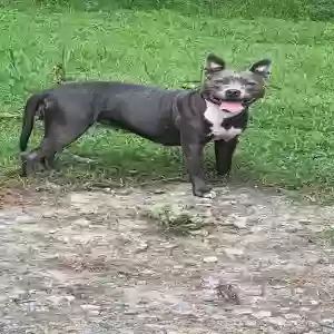 found unknown dog unknown