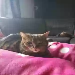lost female cat mr kitty