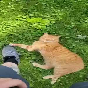 lost male cat unknown