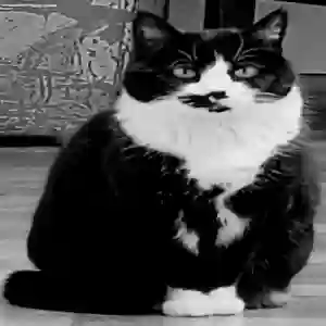 lost female cat kitty (nikita)