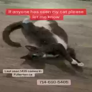 lost female cat pikara