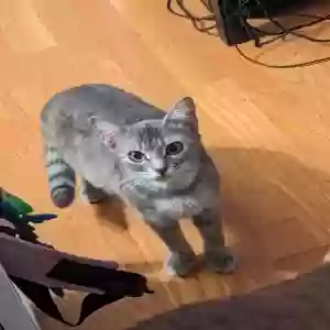 lost male cat smudge