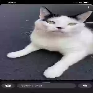 lost male cat miller