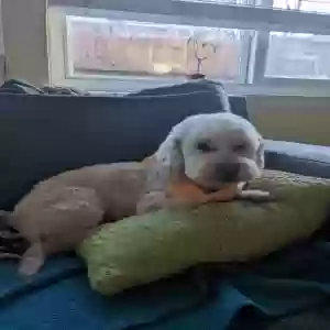 lost male dog unknown