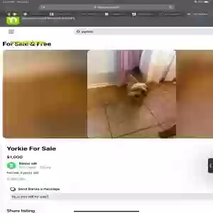 lost male dog ozzie