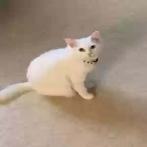 lost female cat bubbles