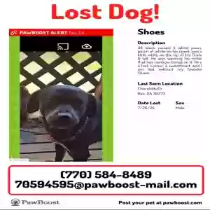 lost male dog shoes