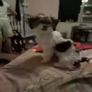 lost female dog daizy