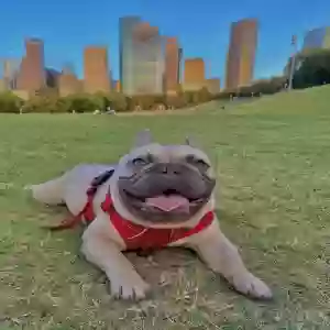 lost male dog frankie