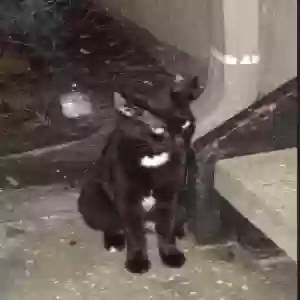 found female cat unknown