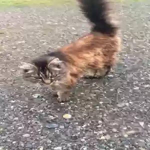 lost female cat gizzy