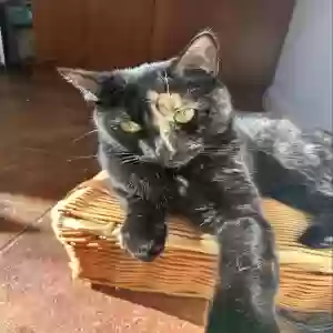 lost female cat abby