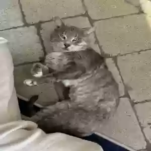 found male cat unknown