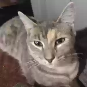 lost female cat rocket