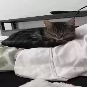 lost female cat merida