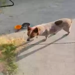 lost male dog otis