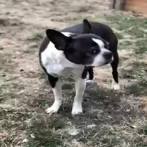 lost male dog jack