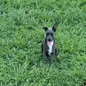 lost male dog blue