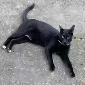 lost male cat neighbor