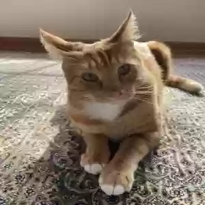 lost male cat ricky
