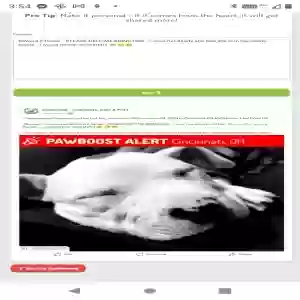 lost female dog luka