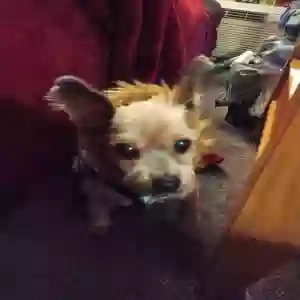 lost male dog fred