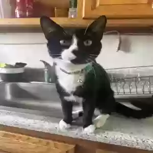 lost male cat cookie