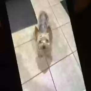 lost female dog jazzy