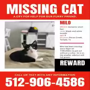 lost male cat milo