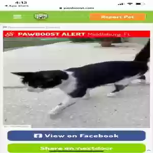 lost male cat sylvester