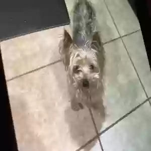 lost female dog jazzy