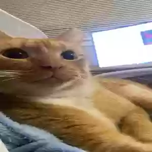lost male cat max