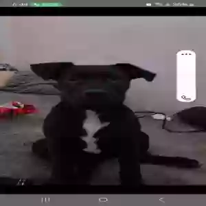 lost female dog raven