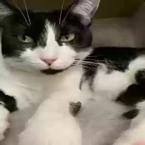 lost female cat beatrice