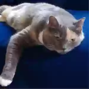 lost female cat sadie brady