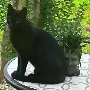 lost male cat hades