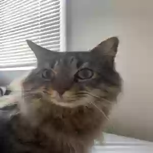 lost male cat enzo