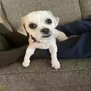 lost female dog mia