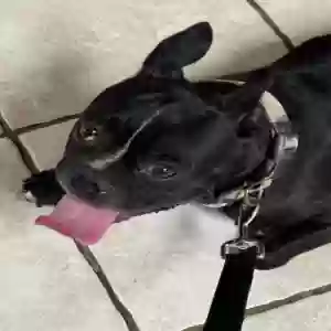 found male dog unknown