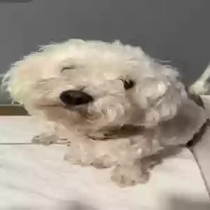 lost male dog zoom