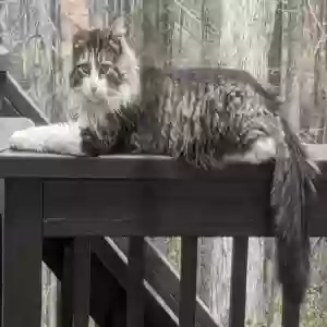 lost male cat owlley boy