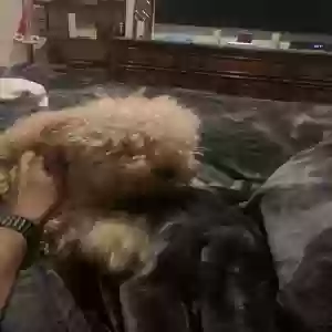 lost male dog jensen