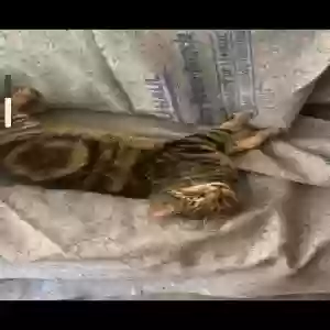 lost male cat kitten boy