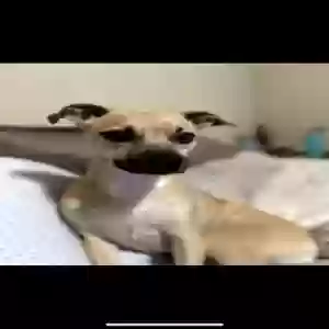 lost female dog maple