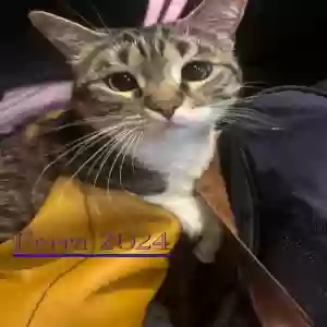 lost female cat ferra