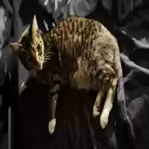 lost female cat sohma