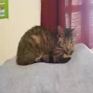 lost male cat tabby