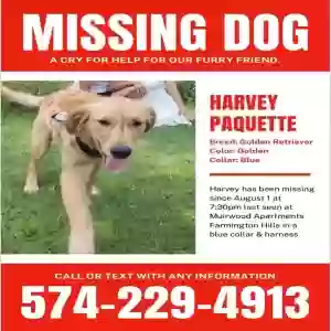 lost male dog harvey