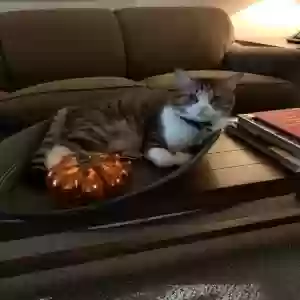 lost female cat lily