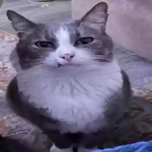 lost male cat marlin